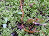 Dscf0451